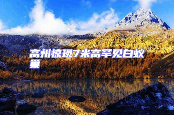 高州驚現7米高罕見白蟻巢