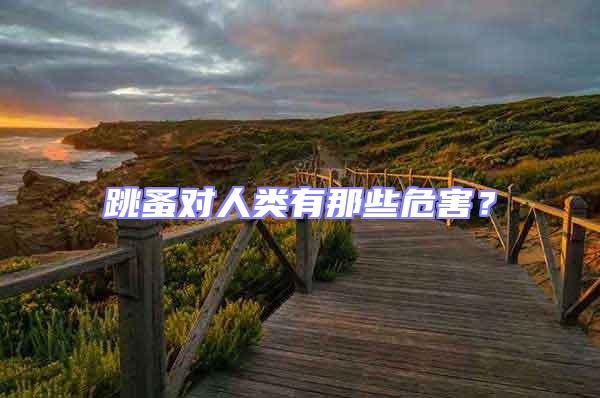 跳蚤對人類有那些危害？