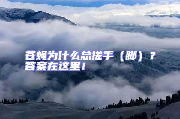 蒼蠅為什么總搓手（腳）？答案在這里！