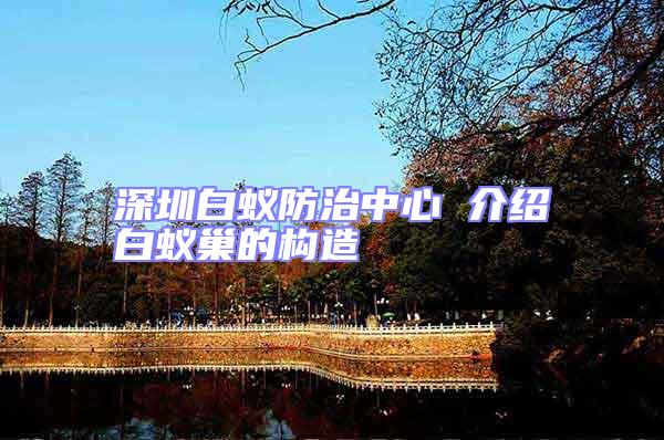 深圳白蟻防治中心 介紹白蟻巢的構造