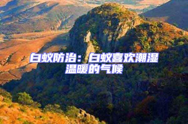 白蟻防治:白蟻喜歡潮濕溫暖的氣候