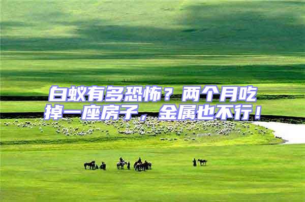 白蟻有多恐怖？兩個月吃掉一座房子，金屬也不行！