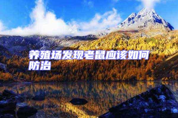 養(yǎng)殖場(chǎng)發(fā)現(xiàn)老鼠應(yīng)該如何防治