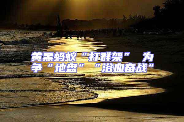 黃黑螞蟻“打群架” 為爭“地盤”“浴血奮戰(zhàn)”