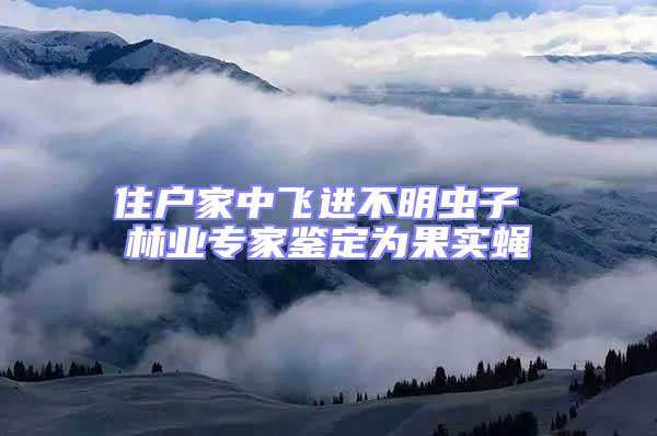 住戶家中飛進(jìn)不明蟲子 林業(yè)專家鑒定為果實蠅