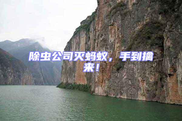 除蟲公司滅螞蟻，手到擒來！