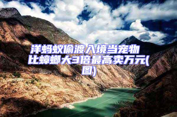 洋螞蟻偷渡入境當寵物 比蟑螂大3倍最高賣萬元(圖)