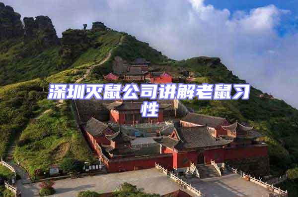 深圳滅鼠公司講解老鼠習性