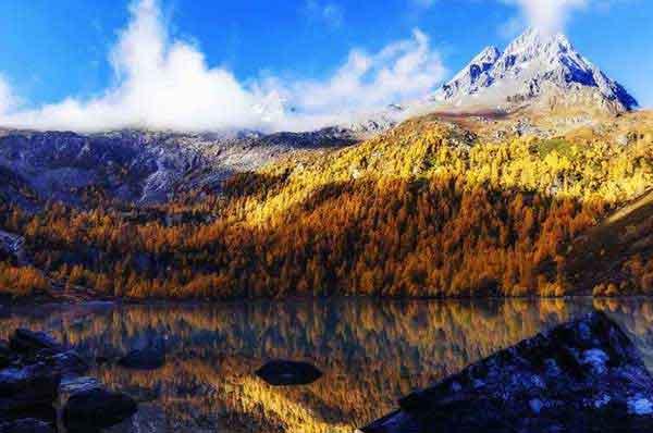 高品質(zhì)深圳專業(yè)滅蟲公司為您服務