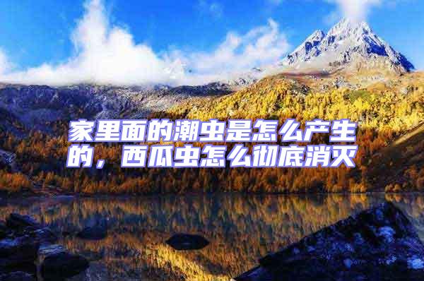 家里面的潮蟲是怎么產生的，西瓜蟲怎么徹底消滅