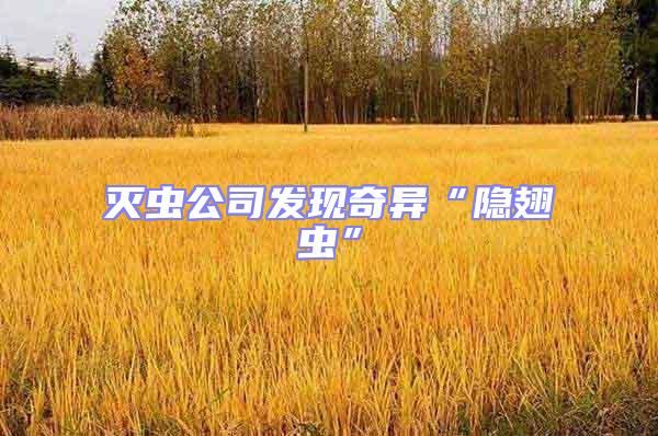 滅蟲公司發(fā)現(xiàn)奇異“隱翅蟲”