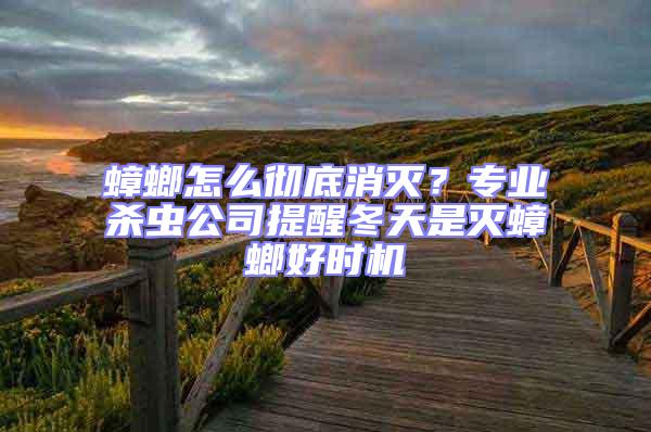 蟑螂怎么徹底消滅？專業殺蟲公司提醒冬天是滅蟑螂好時機