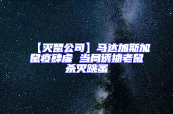 【滅鼠公司】馬達加斯加鼠疫肆虐 當局誘捕老鼠殺滅跳蚤