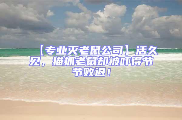 【專業滅老鼠公司】活久見,貓抓老鼠卻被嚇得節節敗退!