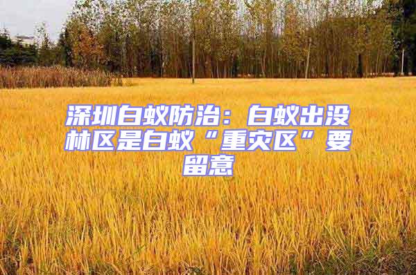 深圳白蟻防治:白蟻出沒林區是白蟻“重災區”要留意