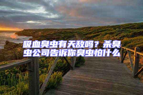 吸血臭蟲有天敵嗎？殺臭蟲公司告訴你臭蟲怕什么
