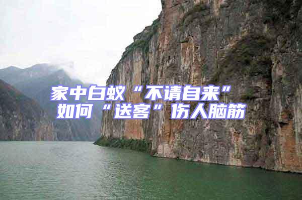 家中白蟻“不請(qǐng)自來” 如何“送客”傷人腦筋