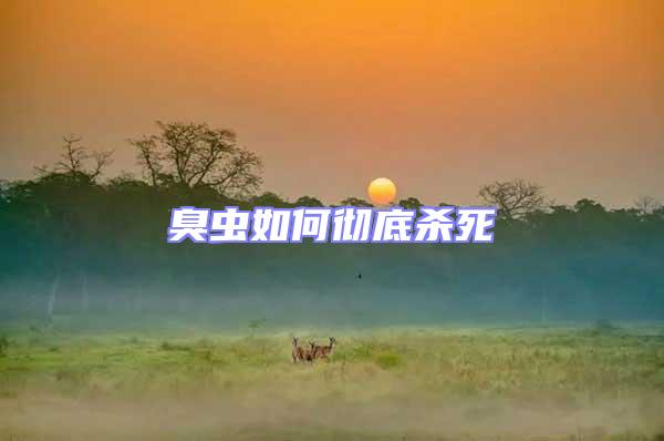 臭蟲(chóng)如何徹底殺死