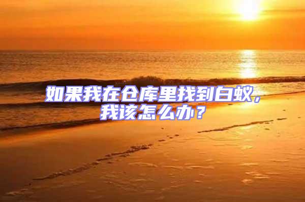如果我在倉庫里找到白蟻，我該怎么辦？
