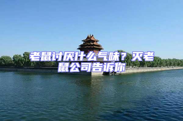 老鼠討厭什么氣味?滅老鼠公司告訴你