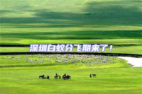 深圳白蟻分飛期來了！