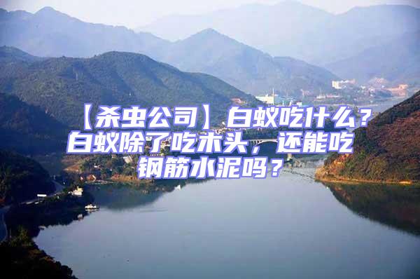 【殺蟲公司】白蟻吃什么？白蟻除了吃木頭，還能吃鋼筋水泥嗎？