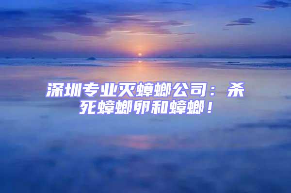 深圳專業滅蟑螂公司：殺死蟑螂卵和蟑螂！