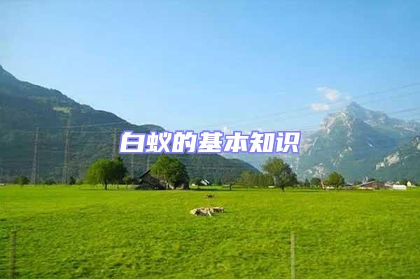 白蟻的基本知識
