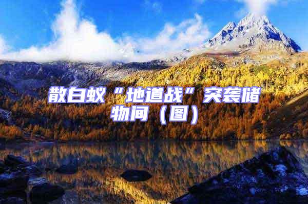 散白蟻“地道戰(zhàn)”突襲儲(chǔ)物間(圖)