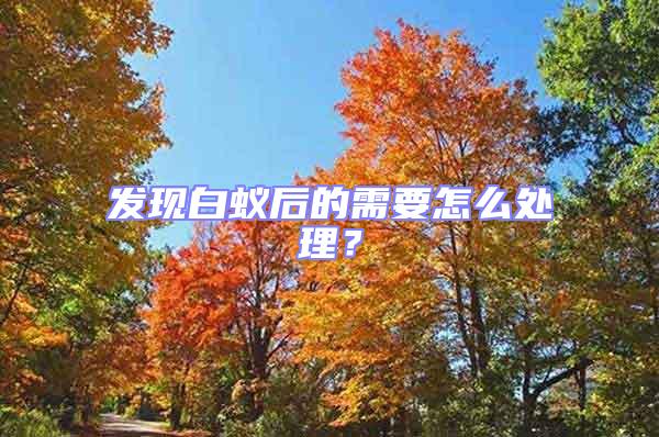發(fā)現(xiàn)白蟻后的需要怎么處理?