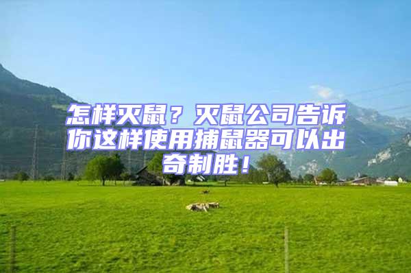 怎樣滅鼠？滅鼠公司告訴你這樣使用捕鼠器可以出奇制勝！