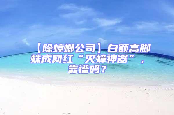 【除蟑螂公司】白額高腳蛛成網紅“滅蟑神器”,靠譜嗎?