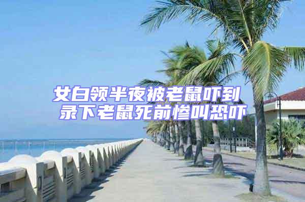 女白領半夜被老鼠嚇到 錄下老鼠死前慘叫恐嚇