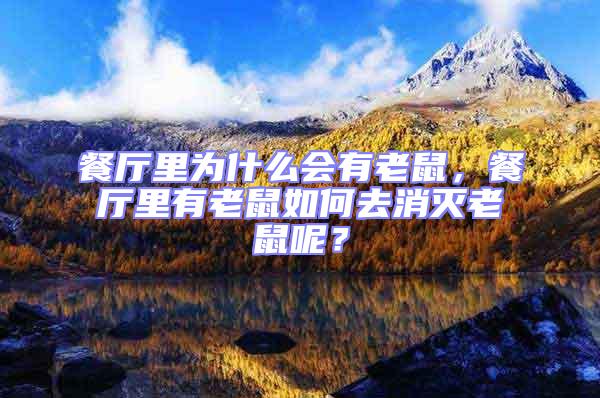 餐廳里為什么會有老鼠，餐廳里有老鼠如何去消滅老鼠呢？
