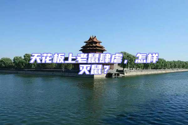 天花板上老鼠肆虐,怎樣滅鼠?