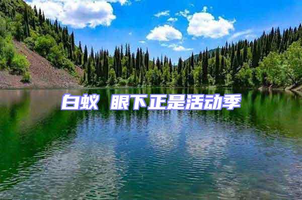 白蟻 眼下正是活動季