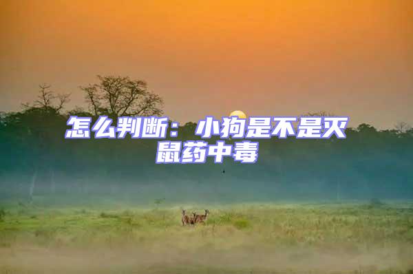 怎么判斷:小狗是不是滅鼠藥中毒