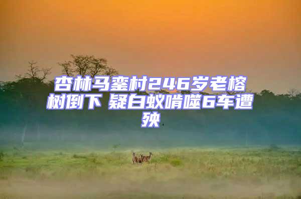 杏林馬鑾村246歲老榕樹倒下 疑白蟻啃噬6車遭殃