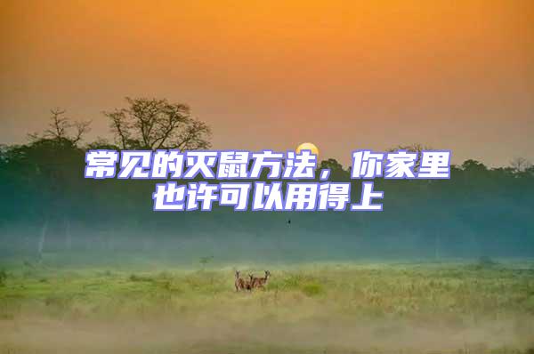 常見的滅鼠方法，你家里也許可以用得上