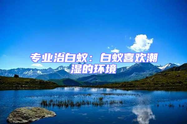 專業治白蟻:白蟻喜歡潮濕的環境