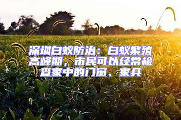 深圳白蟻防治:白蟻繁殖高峰期,市民可以經常檢查家中的門窗、家具