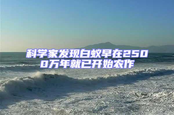 科學家發現白蟻早在2500萬年就已開始農作