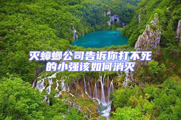 滅蟑螂公司告訴你打不死的小強該如何消滅