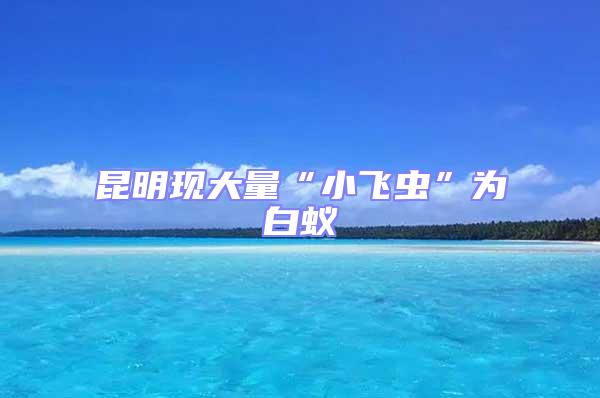 昆明現大量“小飛蟲”為白蟻