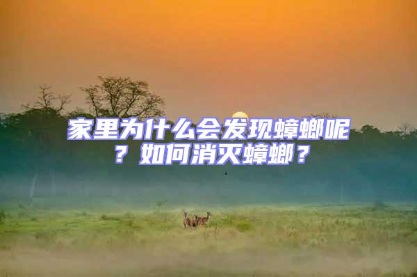 家里為什么會發現蟑螂呢?如何消滅蟑螂?