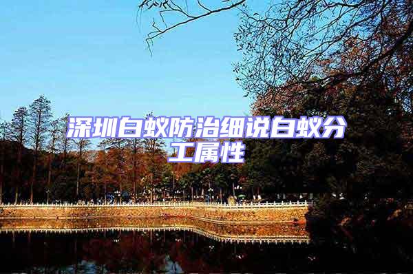 深圳白蟻防治細(xì)說(shuō)白蟻分工屬性