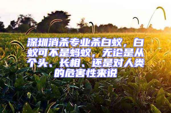 深圳消殺專業殺白蟻,白蟻可不是螞蟻,無論是從個頭、長相、還是對人類的危害性來說