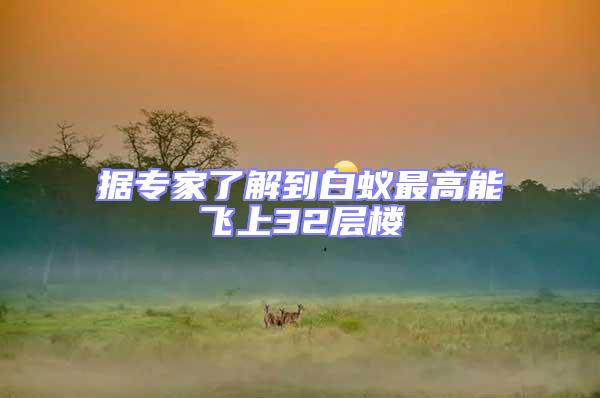 據(jù)專(zhuān)家了解到白蟻?zhàn)罡吣茱w上32層樓