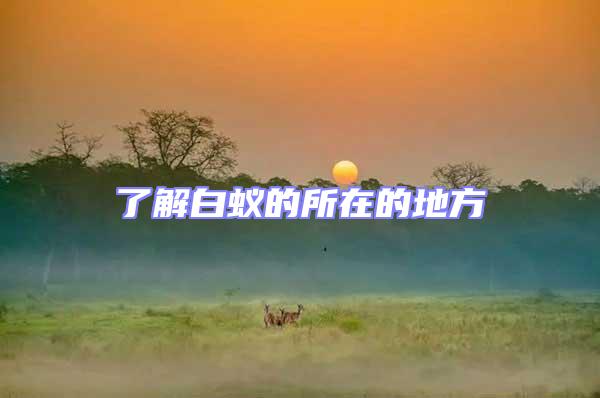 了解白蟻的所在的地方