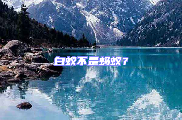 白蟻不是螞蟻?